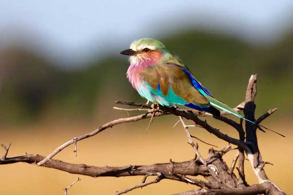 Bird Watching Safaris Kenya