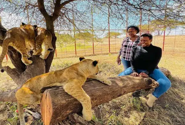 Lion Safari Travel Africa