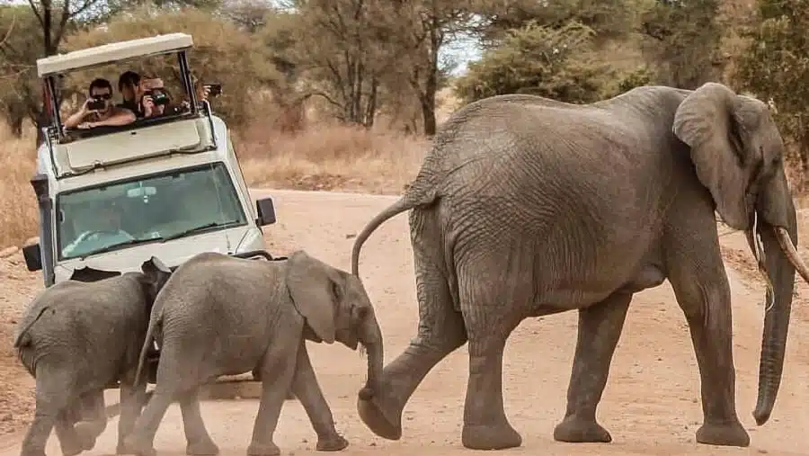Safaris East Africa