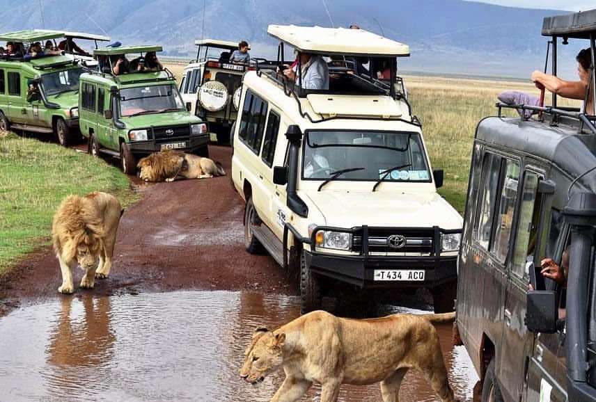 Ngorongoro, Manyara, Tarangire, and Serengeti